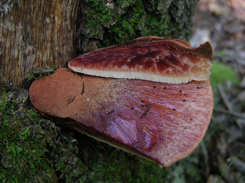 Fistulina hepatica (Schaeff.) With.